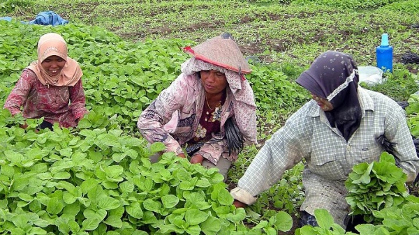 Adakah Masa Depan Petani Kecil? Community supported Agriculture, inisiatif Lokal Penguatan Petani